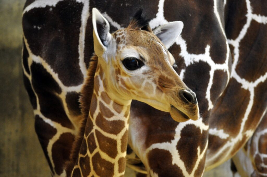 zoo