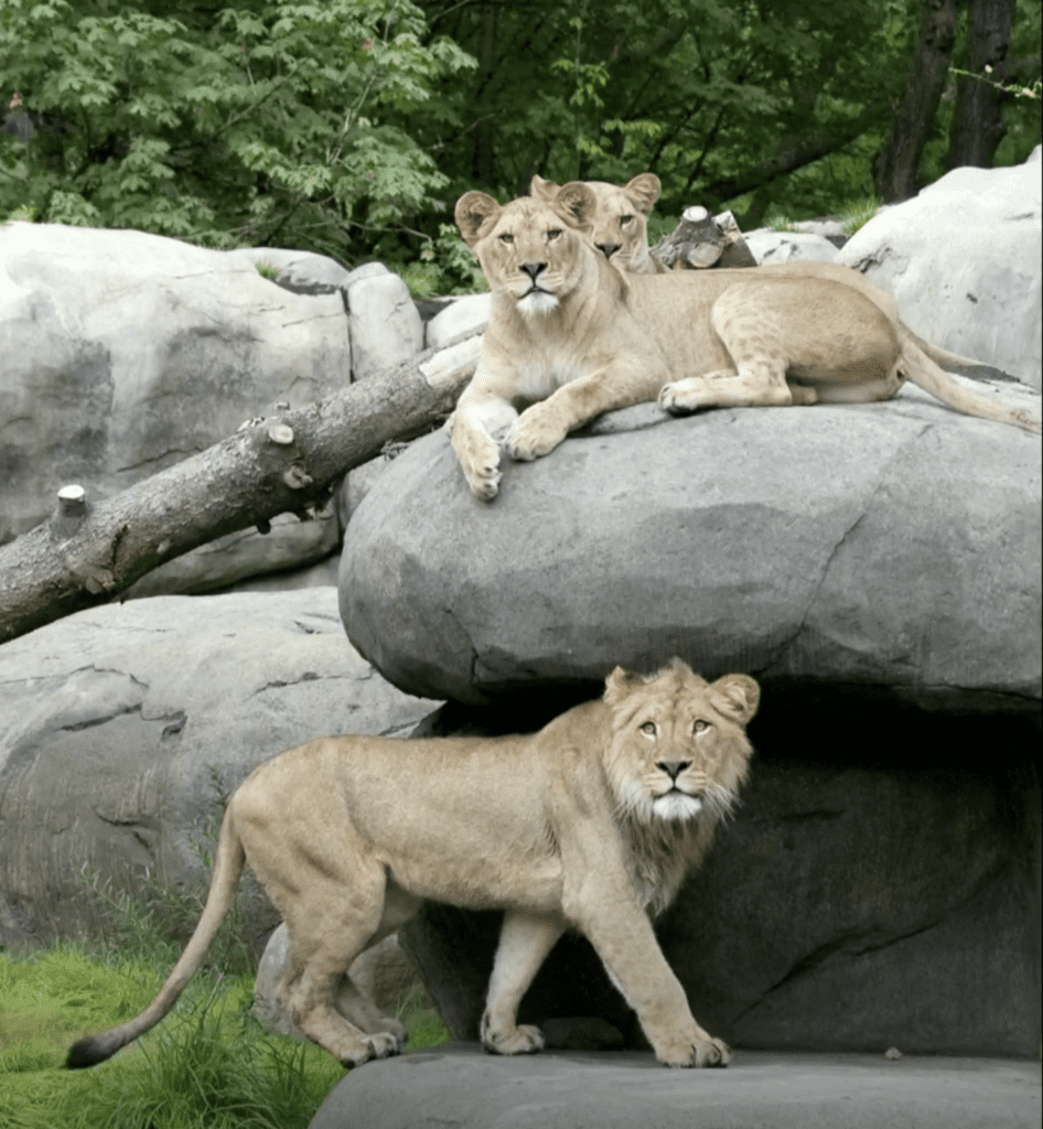 zoo