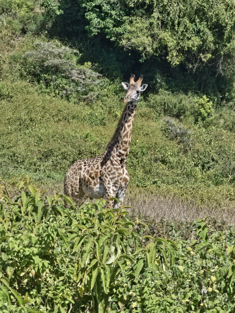 How a Sioux Falls woman became a worldwide advocate for giraffes